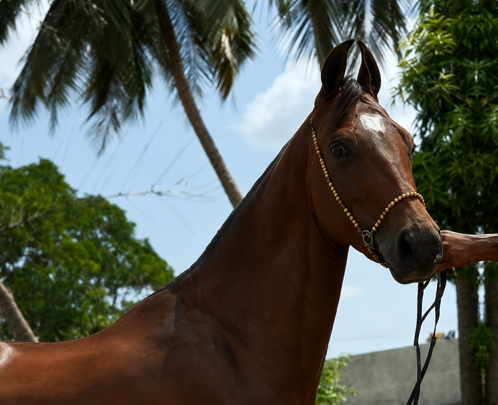 Premium Marwari Broodmare for Sale – Kalyani | In Foal to Suhan | IETA