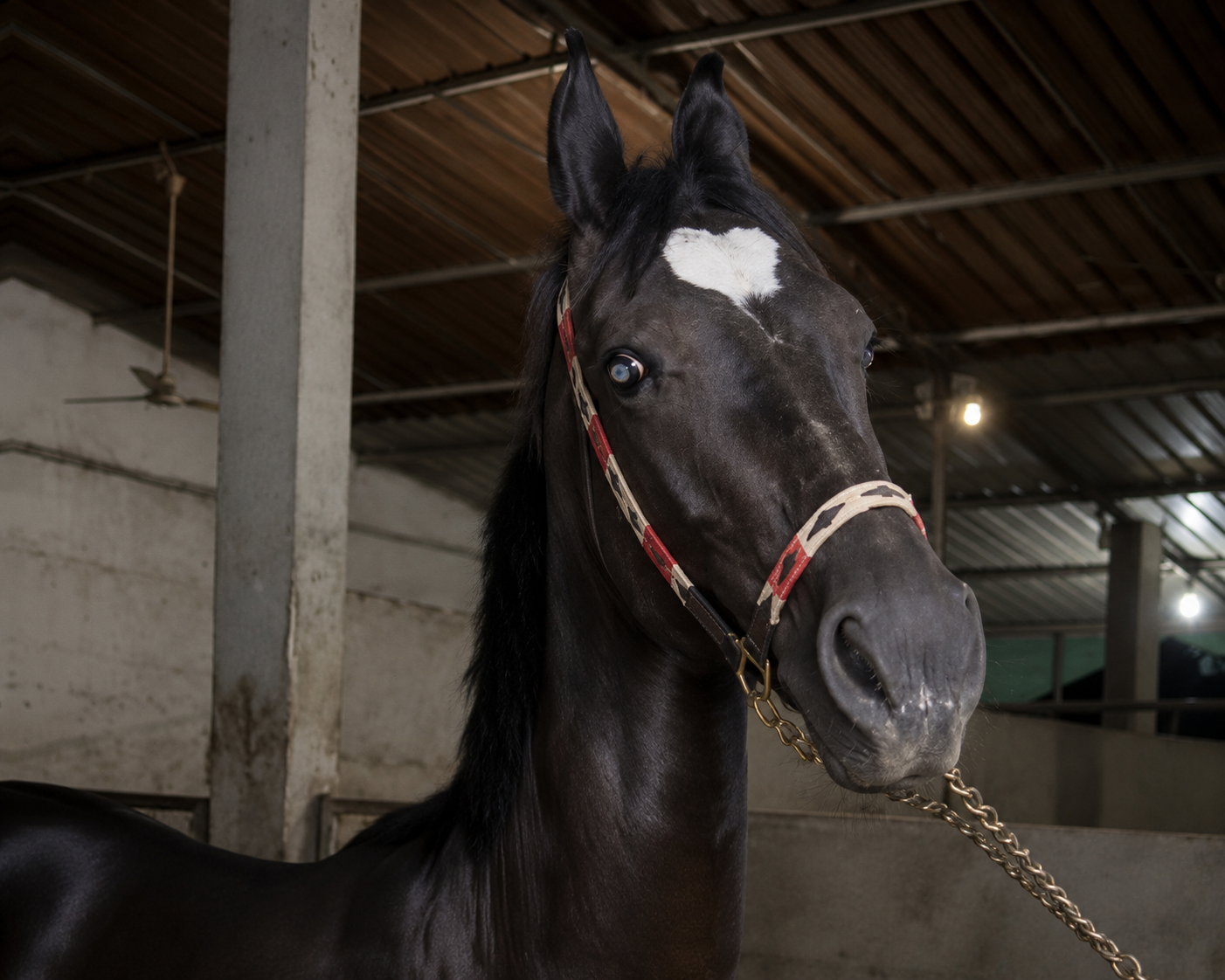 17 MONTHS PREMIUM COLT PRESENTATION RANVEER
