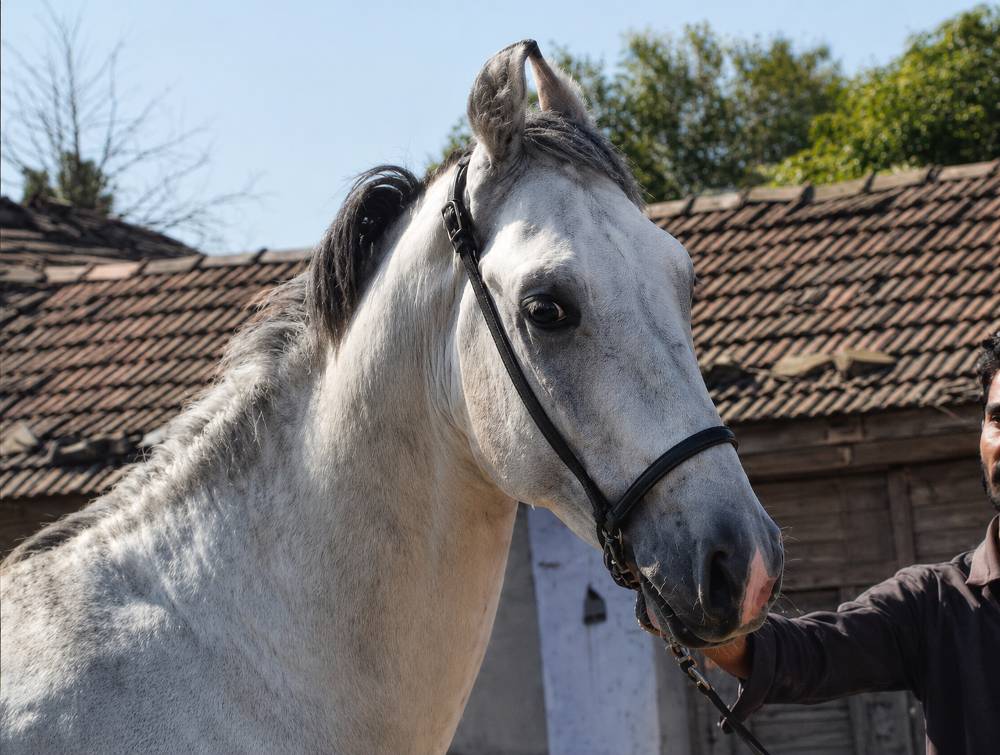 Elite Marwari Stallion for Sale: Fauji (Drona Lineage)