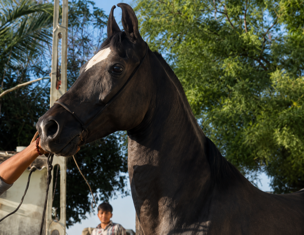 Elite Marwari Broodmare for Sale: Kalyani (In Foal to Raj Hans)