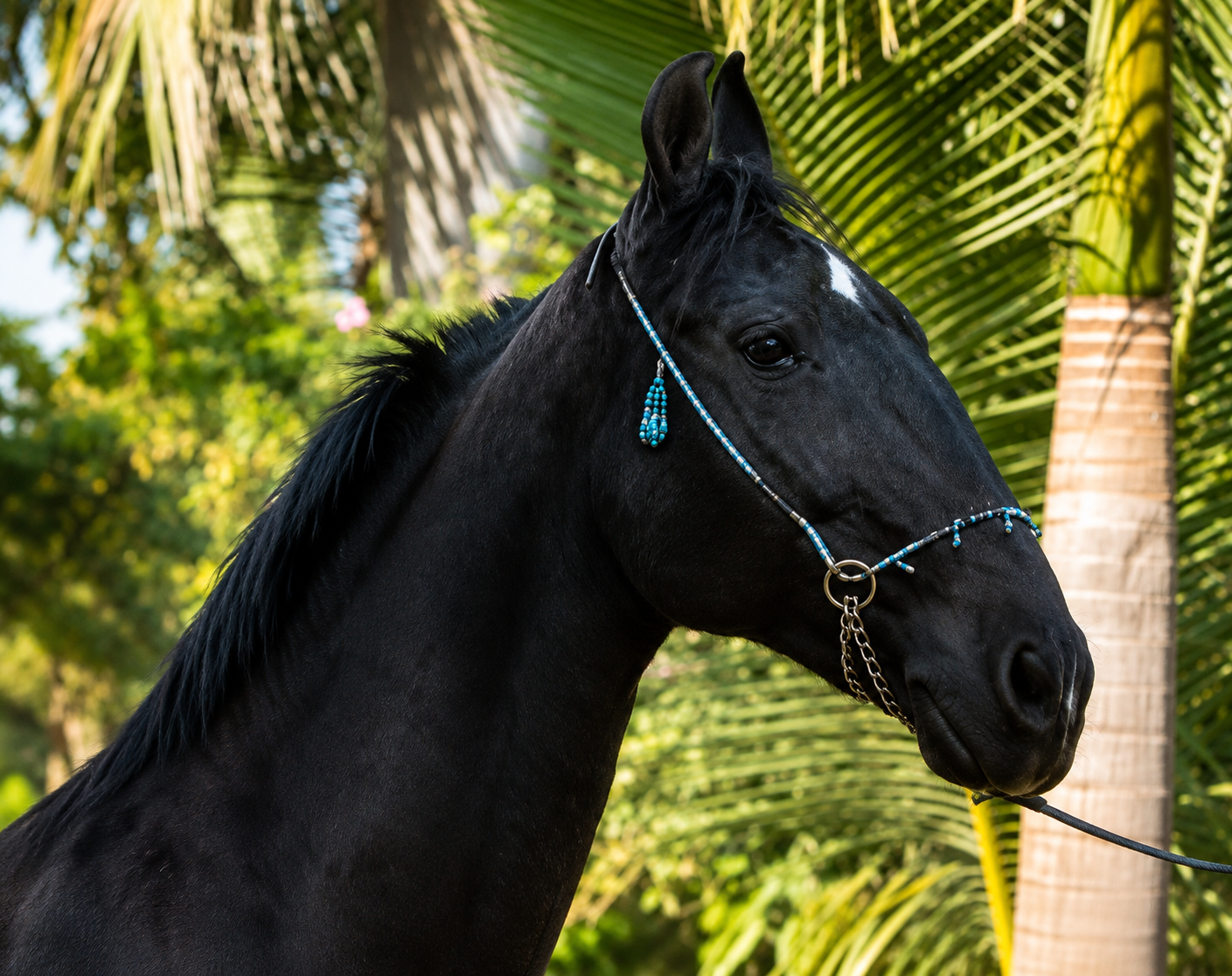 Experienced Marwari Broodmare: Proven Foundation Asset (61+ Inches)