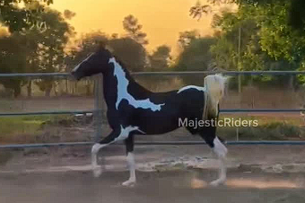 Premium Marwari Mare for Sale: Pari (In Foal to Champion Divyaraj)