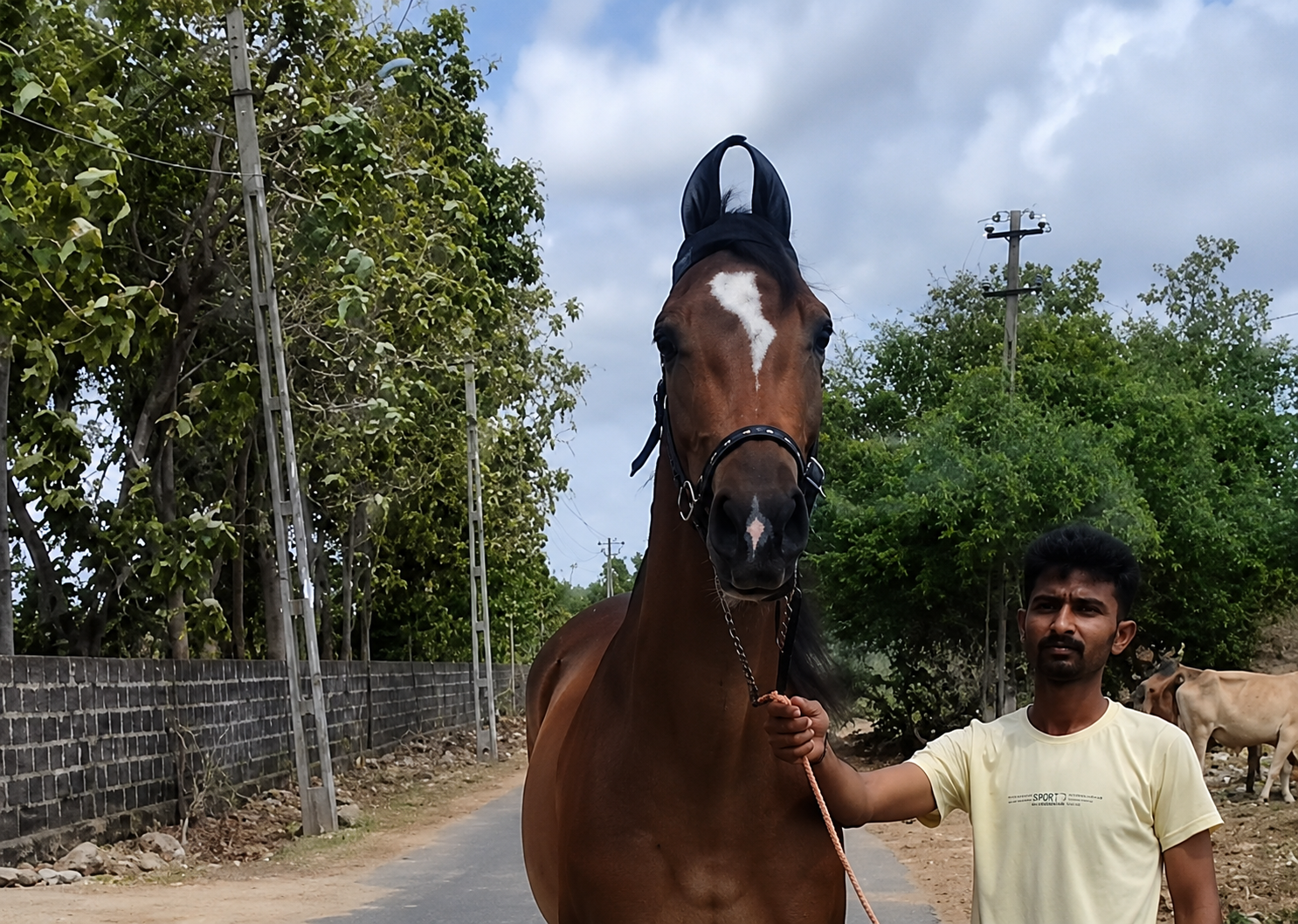 Premium Marwari Mare for Sale: Kamya (Lakho & Swaraj Lineage)