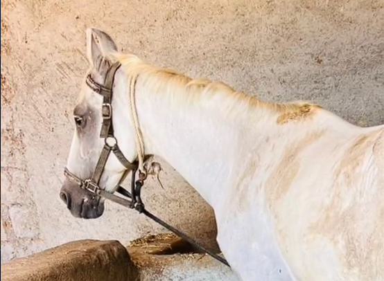 Premium Grey Marwari Mare for Sale: Nano Fauji Lineage (61+ Inches)