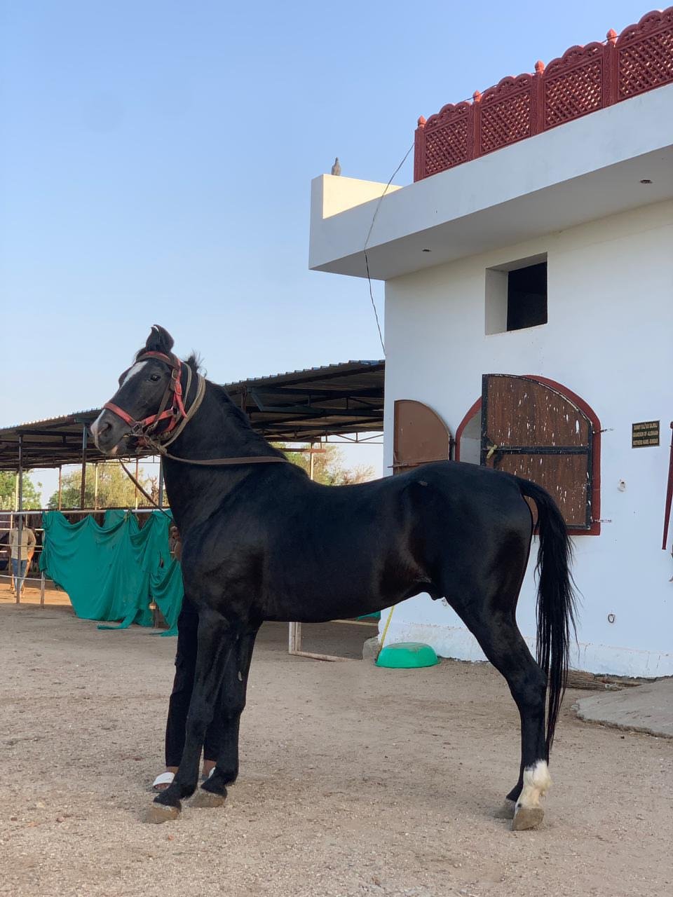 Premium Marwari Prospect: Alishan Rohetgarh Lineage