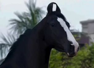 Elite Marwari Filly for Sale: Zainab (In Foal to Hukam)