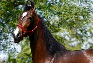 Elite Marwari Colt Prospect: Dual Champion Lineage (62 Inches)