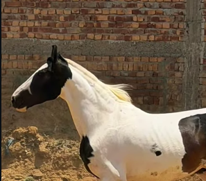 Premium Marwari Mare for Sale: Exceptional Height & Conformation