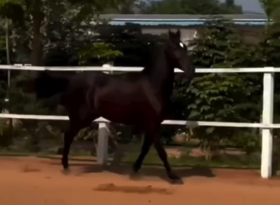 Premium Filly for Sale – Zahira | Adirath Bloodline | IETA