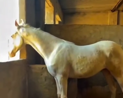 Premium Nukri Filly for Sale – Shira | Padam Bloodline |IETA