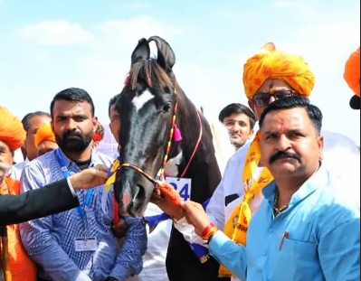 ROYAL MARWARI COLT – Milkteeth Winner DILAWAR