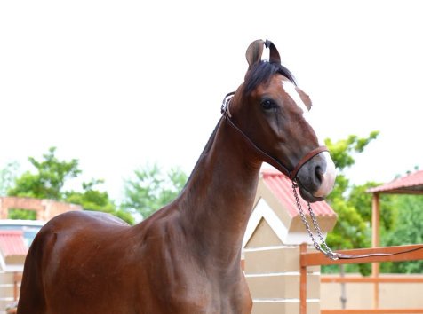Premium Marwari Colt Prospect: Golden Rock & Prabhat Lineage