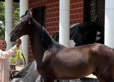 Premium Marwari Colt Prospect: Rana (Alishan Lineage)