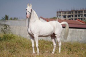 Maharaja