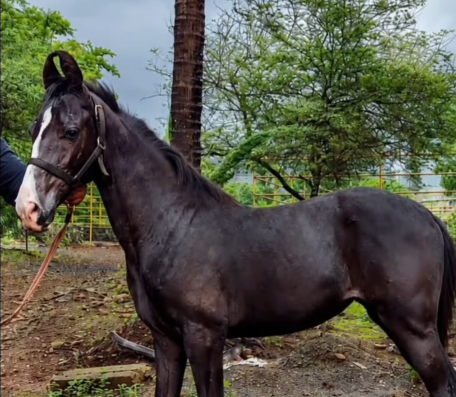 Premium Marwari Filly Prospect: Rudrakshi (Udaipur Palace & Devli Lineage)
