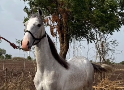 Premium Filly Prospect for Sale: Exclusive Private Placement (55 Inches)