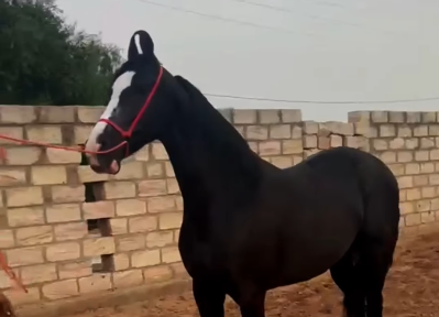 Premium Mare for Sale: Exclusive Private Placement (61 Inches)