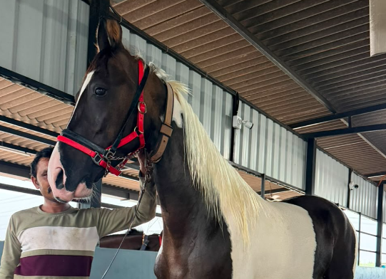 Premium Riding Mare for Sale: Under-Saddle Excellence (61 Inches)